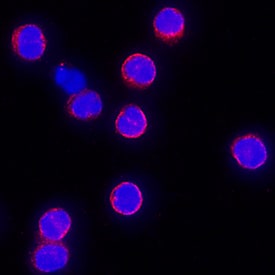 IL-10 antibody in Human PBMCs by Immunocytochemistry (ICC).