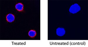 IL-12/IL-23 p40 antibody in Feline PBMCs by Immunocytochemistry (ICC).