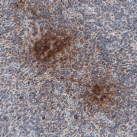 IL-12 p70 antibody in Human Kidney by Immunohistochemistry (IHC-P).