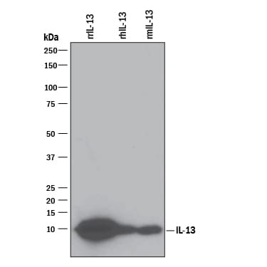 Detection of Recombinant Rat IL-13 antibody by Western Blot.