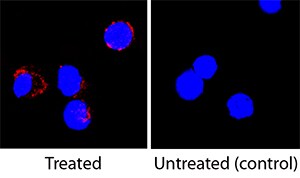 IL-13 antibody in Rat Splenocytes by Immunocytochemistry (ICC).