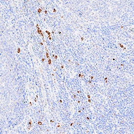 IL-17/IL-17A antibody in Human Tonsil by Immunohistochemistry (IHC-P).