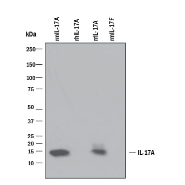 Detection of Recombinant Mouse IL-17/IL-17A antibody by Western Blot.