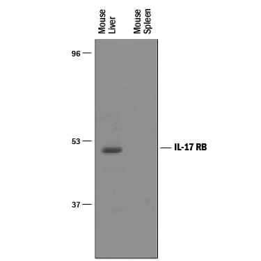 Detection of Mouse IL‑17 RB antibody by Western Blot.
