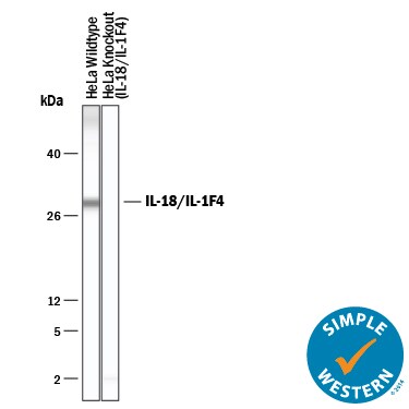 Detection of Human IL-18/IL-1F4 antibody by Simple WesternTM.
