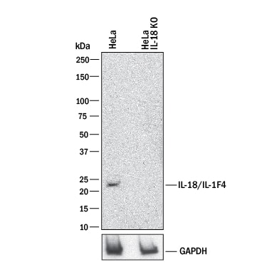 Western Blot Shows Human IL-18/IL-1F4 Antibody Specificity by Using Knockout Cell Line.