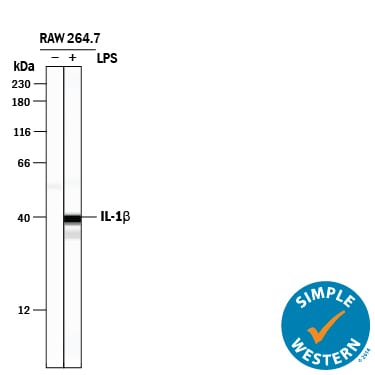 Detection of Mouse IL-1 beta /IL-1F2 antibody by Simple WesternTM.