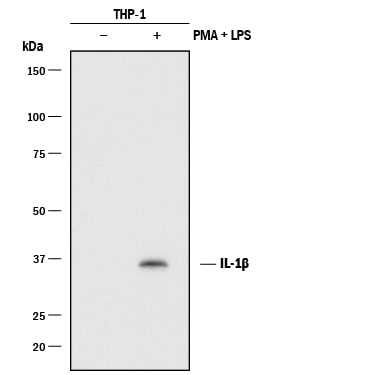 Detection of Human IL-1 beta /IL-1F2 antibody by Western Blot.