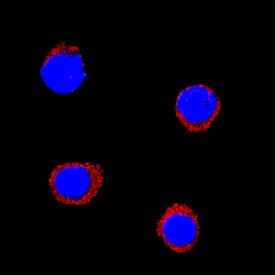 IL-1 beta /IL-1F2 antibody in Equine PBMCs by Immunocytochemistry (ICC).