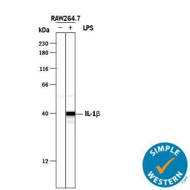 Detection of Mouse IL-1 beta /IL-1F2 antibody by Simple Western TM.