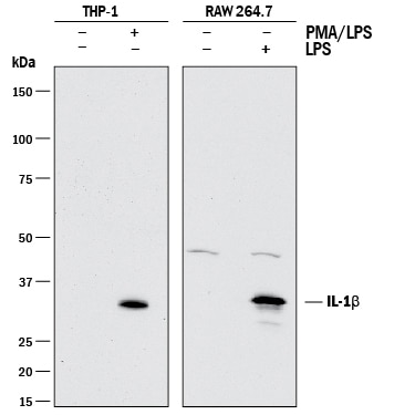 Detection of Human and Mouse IL-1 beta /IL-1F2 antibody by Western Blot.
