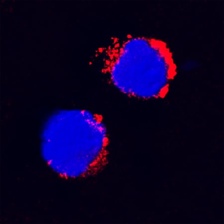 IL-1 beta /IL-1F2 antibody in Feline PBMCs by Immunocytochemistry (ICC).
