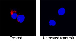 IL-1 beta /IL-1F2 antibody in Rat Splenocytes by Immunocytochemistry (ICC).