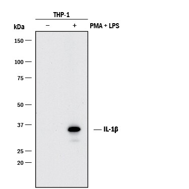 Detection of Human IL-1 beta /IL-1F2 antibody by Western Blot.