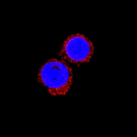 IL-1 beta /IL-1F2 antibody in Equine PBMCs by Immunocytochemistry (ICC).