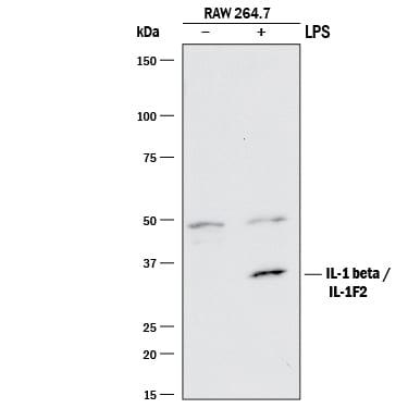 Detection of Mouse IL-1 beta /IL-1F2 antibody by Western Blot.
