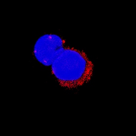 IL-1 beta /IL-1F2 antibody in Mouse Splenocytes by Immunocytochemistry (ICC).