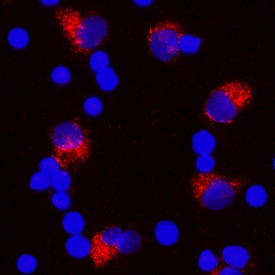 IL-1 beta /IL-1F2 antibody in Human PBMCs by Immunocytochemistry (ICC).