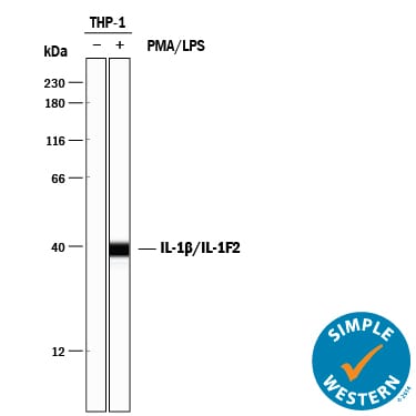 Detection of Human IL-1 beta /IL-1F2 antibody by Simple WesternTM.