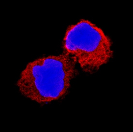 IL-1 beta /IL-1F2 antibody in Human PBMCs by Immunocytochemistry (ICC).