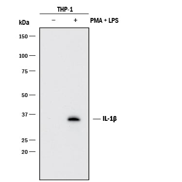 Detection of Human IL-1 beta /IL-1F2 antibody by Western Blot.