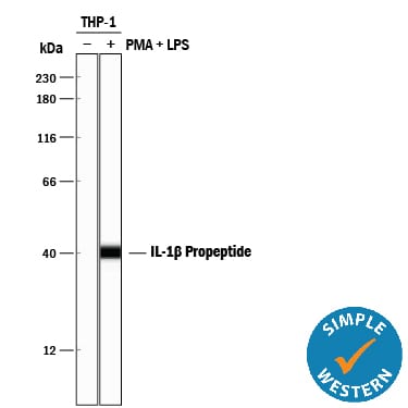 Detection of Human IL-1 beta /IL-1F2 Propeptide antibody by Simple WesternTM.