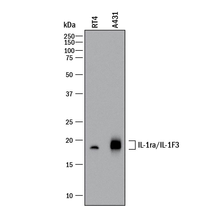 Detection of Human IL-1ra/IL-1F3 antibody by Western Blot.