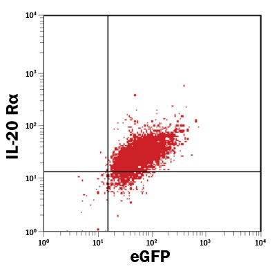 Detection of IL-20 Ra antibody in BaF3 Mouse Cell Line Transfected with Human IL-20 Ra antibody by Flow Cytometry.