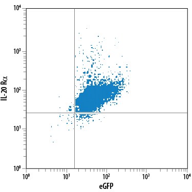 Detection of IL-20 Ra antibody in BaF3 Mouse Cell Line Transfected with Human IL-20 Ra and eGFP antibody by Flow Cytometry.