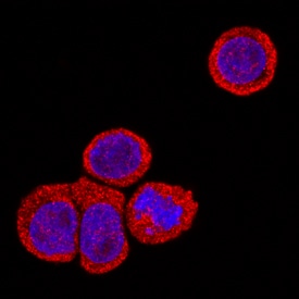 IL-22 Ra1 antibody in HT-29 Human Cell Line by Immunocytochemistry (ICC).