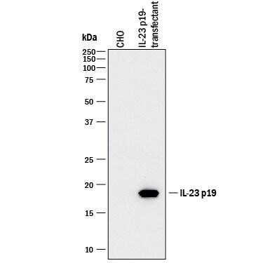 Detection of Human IL-23 p19 antibody by Western Blot.