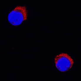 IL-2 antibody in Equine PBMCs by Immunocytochemistry (ICC).