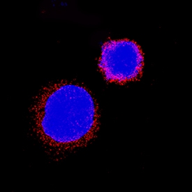 IL-31 RA antibody in K562 Human Cell Line by Immunocytochemistry (ICC).