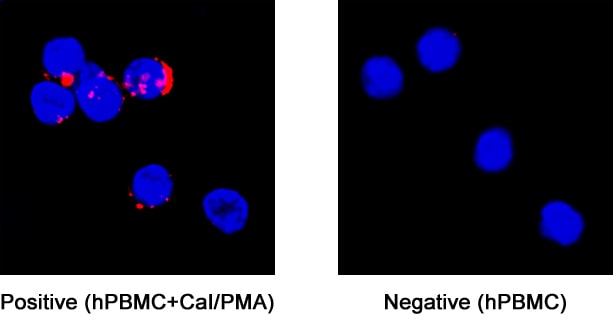IL-32 antibody in Human PBMCs by Immunocytochemistry (ICC).