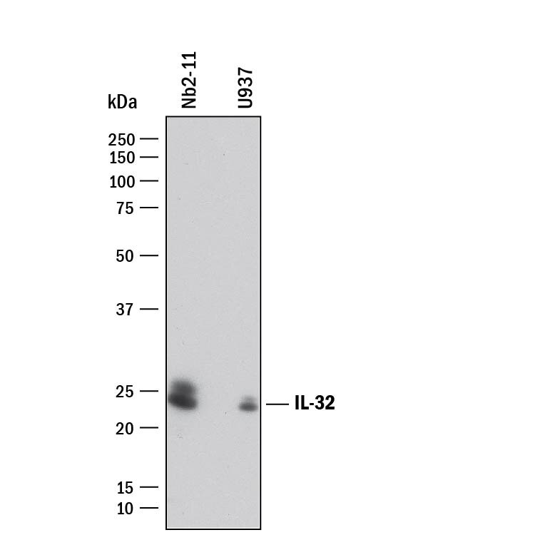 Detection of Human and Rat IL-32 antibody by Western Blot.