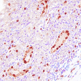 IL-33 antibody in Human Tonsil by Immunohistochemistry (IHC-P).