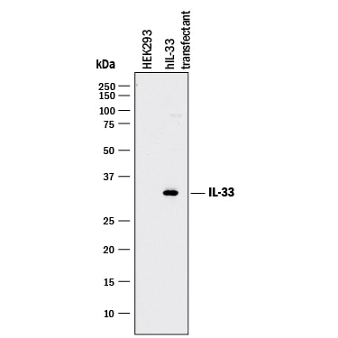 Detection of Human IL-33 antibody by Western Blot.