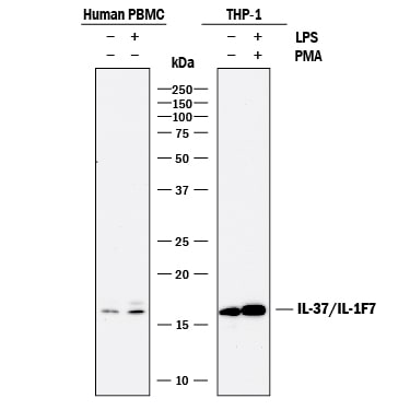 Detection of Human IL-37/IL-1F7 antibody by Western Blot.
