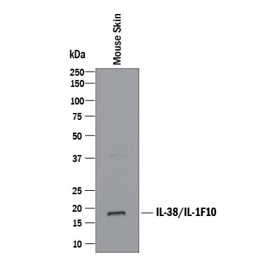 Detection of Mouse IL-38/IL-1F10 antibody by Western Blot.