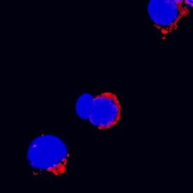 IL-3 antibody in Rat Splenocytes by Immunocytochemistry (ICC).