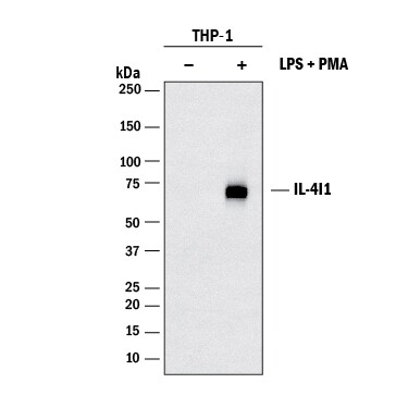 Detection of Human IL-4I1 antibody by Western Blot.