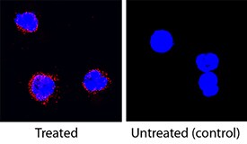 IL-5 antibody in Porcine PBMCs by Immunocytochemistry (ICC).
