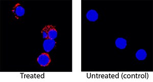 IL-5 antibody in Rat Splenocytes by Immunocytochemistry (ICC).
