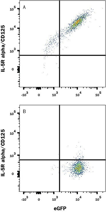 Detection of IL-5 Ra/CD125 antibody in HEK293 Human Cell Line Transfected with Human IL-5 Ra/CD125 and eGFP antibody by Flow Cytometry.
