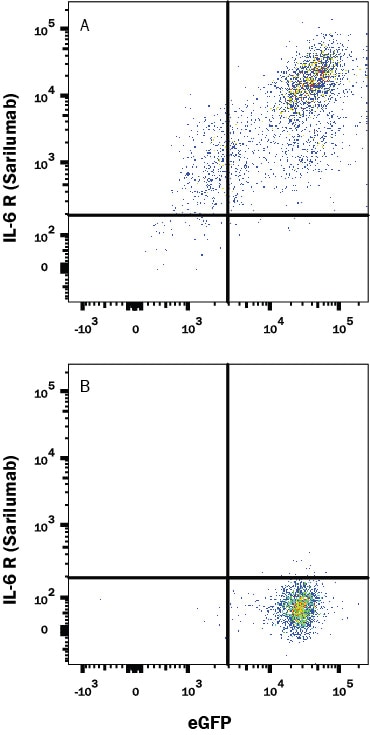 Detection of IL-6R alpha antibody in HEK293 Human cell line Transfected with Human IL-6R alpha and eGFP antibody by Flow Cytometry.