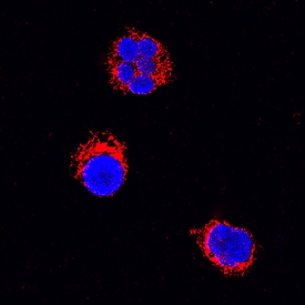 IL-6 antibody in Canine PBMCs by Immunocytochemistry (ICC).