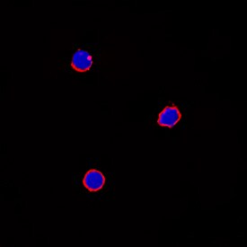 IL-6 antibody in Equine PBMCs by Immunocytochemistry (ICC).