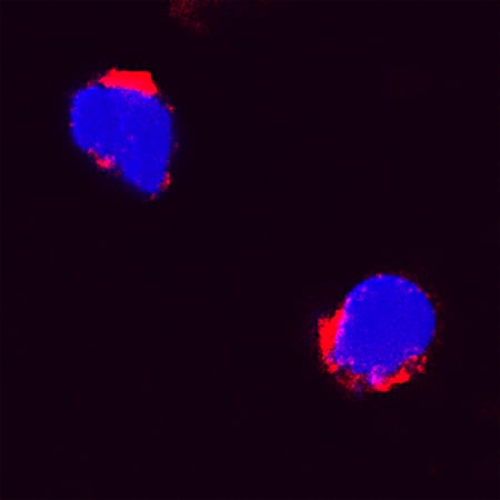 IL-6 antibody in Feline PBMCs by Immunocytochemistry (ICC).