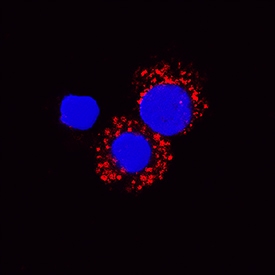 IL-6 antibody in Canine PBMCs by Immunocytochemistry (ICC).