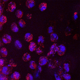 IL-6 antibody in Human Skin by Immunohistochemistry (IHC-Fr).